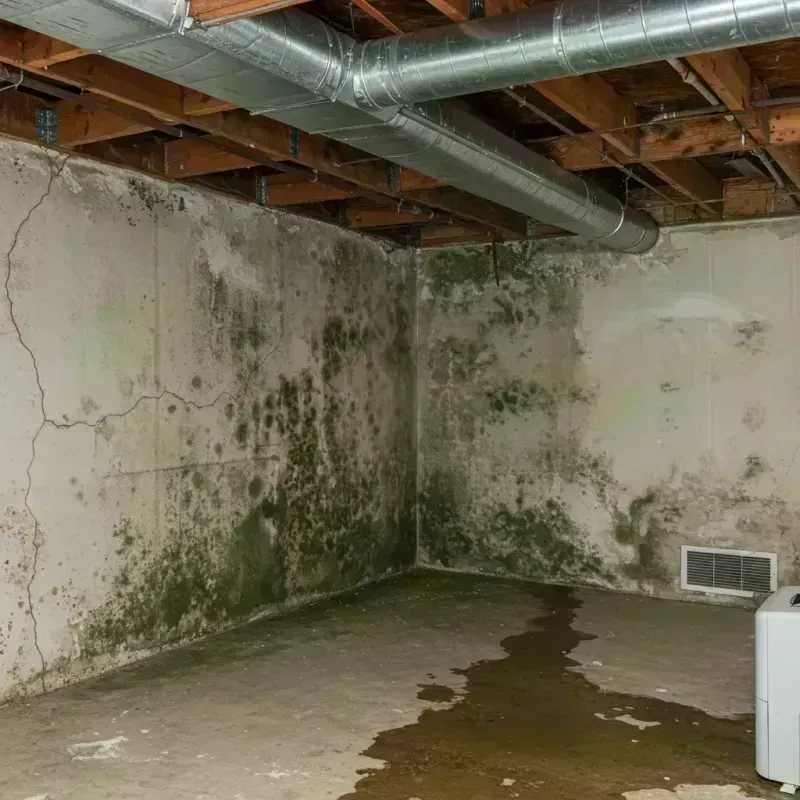 Professional Mold Removal in Shelbyville, MO